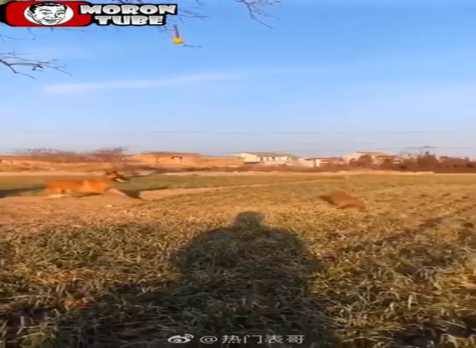 Video :A dog makes an amazing leap to retrieve his ball that has become caught on a tree
